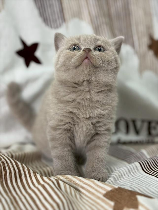 British shothair WCF