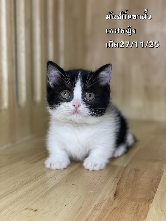แมวมันช์กิ้นขาสั้น เพศหญิง รูปย่อยที่ 3