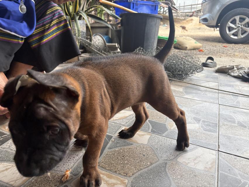 สุนัขพันธ์ุไทยหลังอาน