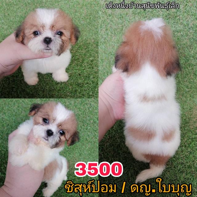 เริ่มเเค่ 2000 ชิสุห์ผสมพร้อมย้าย น่ารักมาก ทักด่วน!!