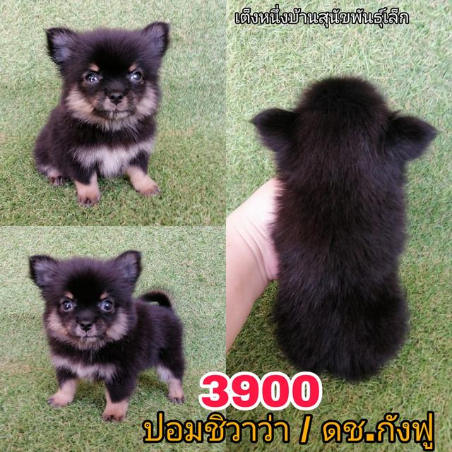 ด่วน !! ปอมชิวาว่า มาทางปอม 4500 ลดเหลือเริ่มต้น 3500 รวมวัคซีน ถ่ายพยาธิเเละเทสลำไส้ พร้อมย้าย