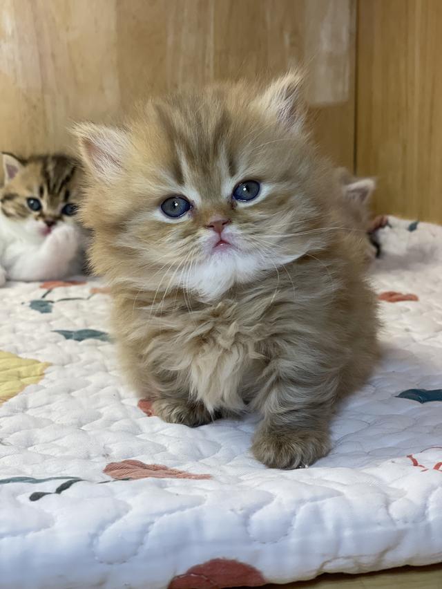 แมวมันช์กิ้น ขาสั้น เพศหญิง รูปที่ 7