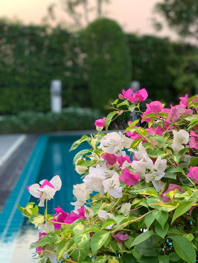 ขายเช่าหมู่บ้าน Blue lagoon 2 (บ้าน pool villa ) 5