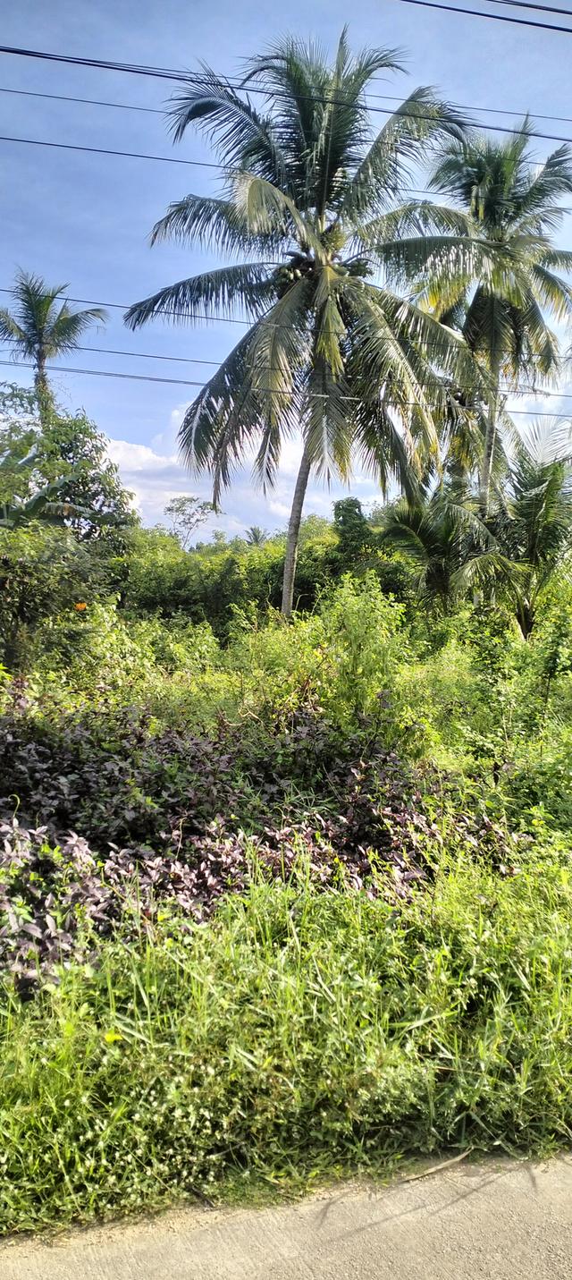 ที่ดินเปล่าทำเลทองติดถนน 8