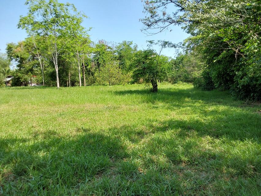 ที่ดินขอนแก่น 3 ไร่ 264ตร.วา 490,000บาท/ไร่ โซนท่าพระ-ดอนหัน อ.เมือง 5