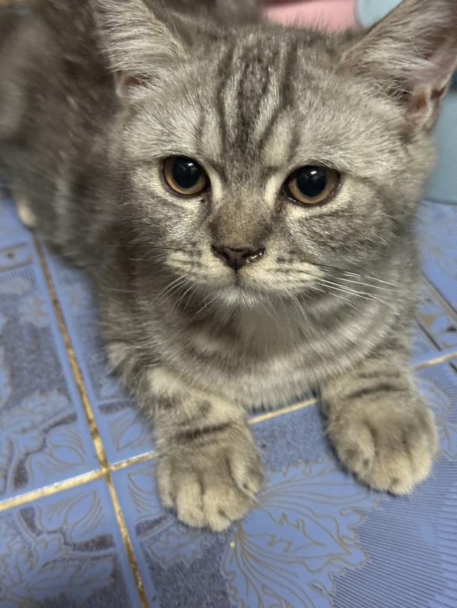 สก๊อตติช