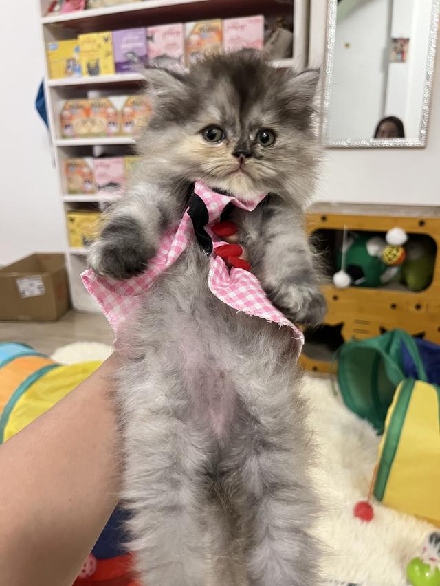 แมวเปอร์เซีย แมวสีขาว 15