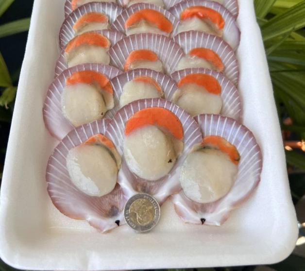 หอยเชลล์ไทยตัวใหญ่แพ็คละ 15 ฝา