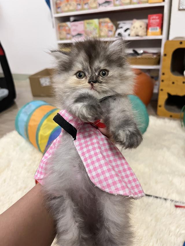 แมวเปอร์เซีย แมวสีขาว 18