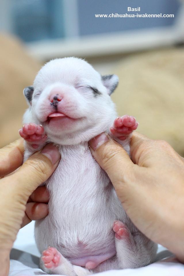 จำหน่ายลูกสุนัขชิวาวา รูปที่ 6