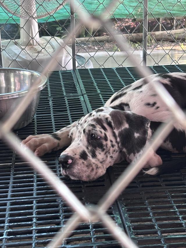 ลูกสุนัขพันธุ์เกรทเดน