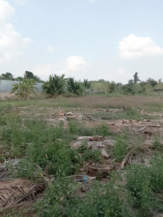 ขายที่ดิน 6ไร่ ต น้ำพุ อ เมืองราชบุรี 7