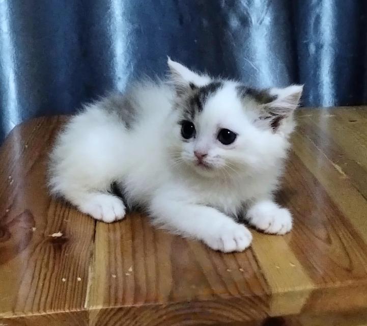 scottish fold ลพบุรี บ้านแมวลพบุรี