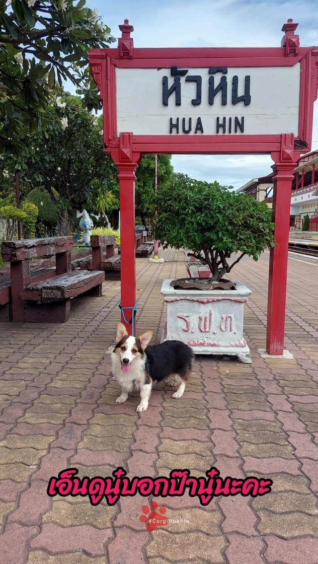 ลูกสุนัขคอร์กี้ สามสี เพศเมีย