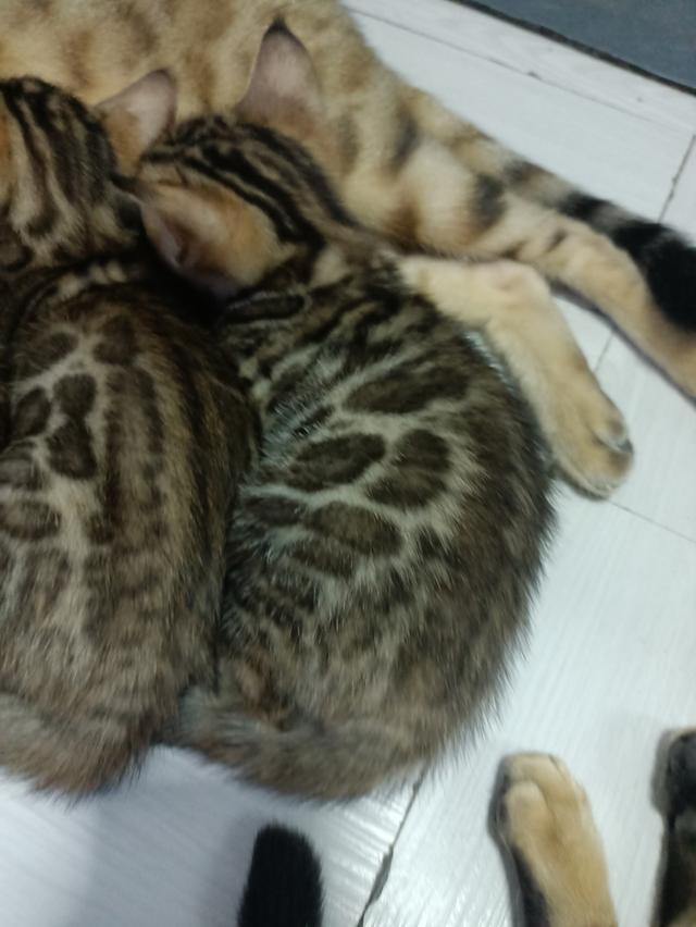 ลูกแมวเบงกอล Bengal Cat 3