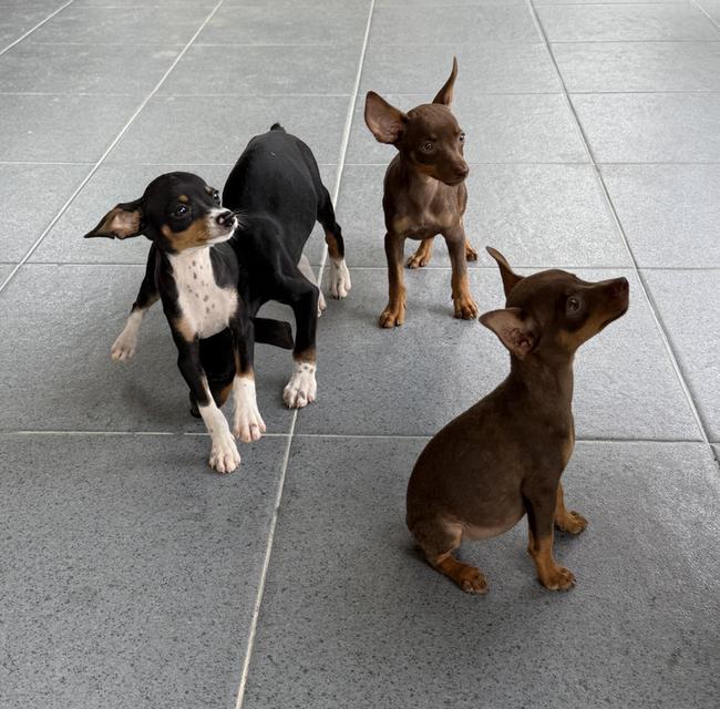 ลูกสุนัขพันธุ์มิเนเจอร์ (Miniature Dogs) 16