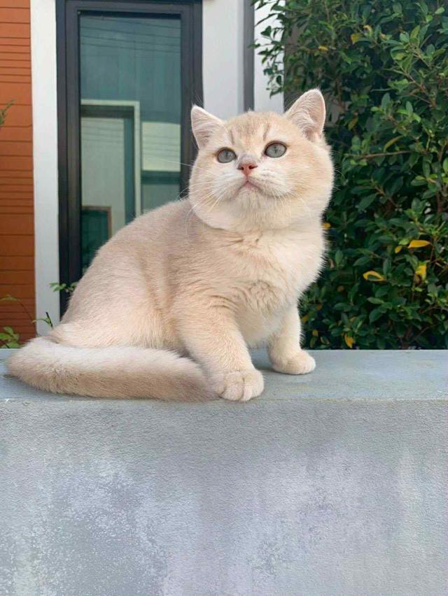 แมว บริติชช็อคแฮร์เด็กผู้ชาย 5เดือน 8