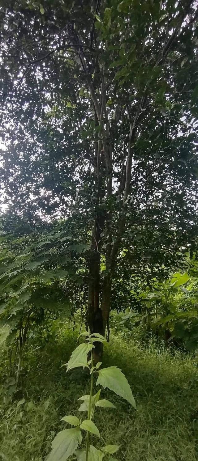 ที่โฉนด ขนาด110มีตรว ราคา280,000ห่าง7-11เพียง1โล  ไฟฟ้าถึงหน้ากว้างติดถนนคอนกรีต17เมตร ด้านในมีต้นไผ่ ขนุน,น้อยหน่า,มะม่วง,กล้วย ต้นสัก,ตะไคร้ 18