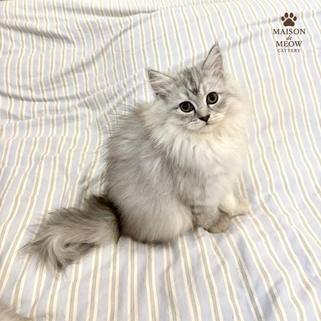 ❌🏠 ได้บ้านแล้ว เปอร์เซีย ซิลเวอร์ชินชิล่า