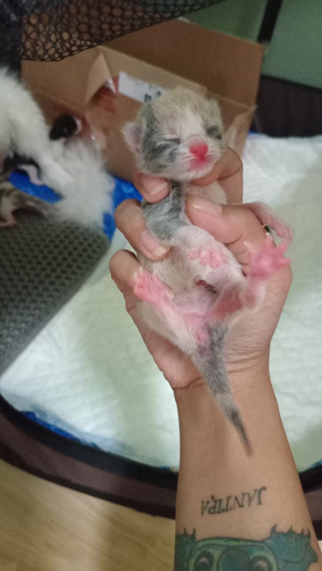 ลูกแมวบริติช 2