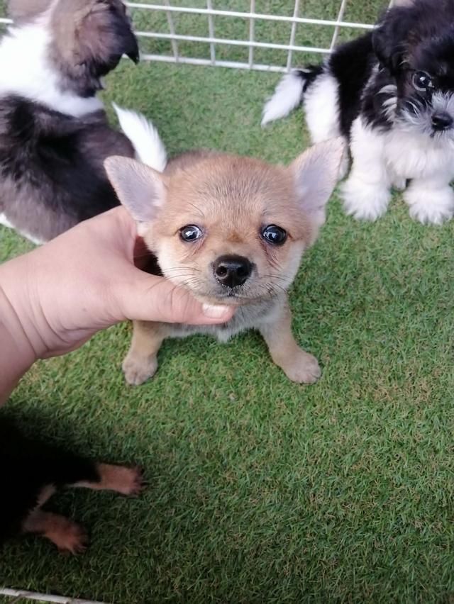 ชิวาว่าผสมปอม ขนสั้น เพศเมีย พร้อมย้าย