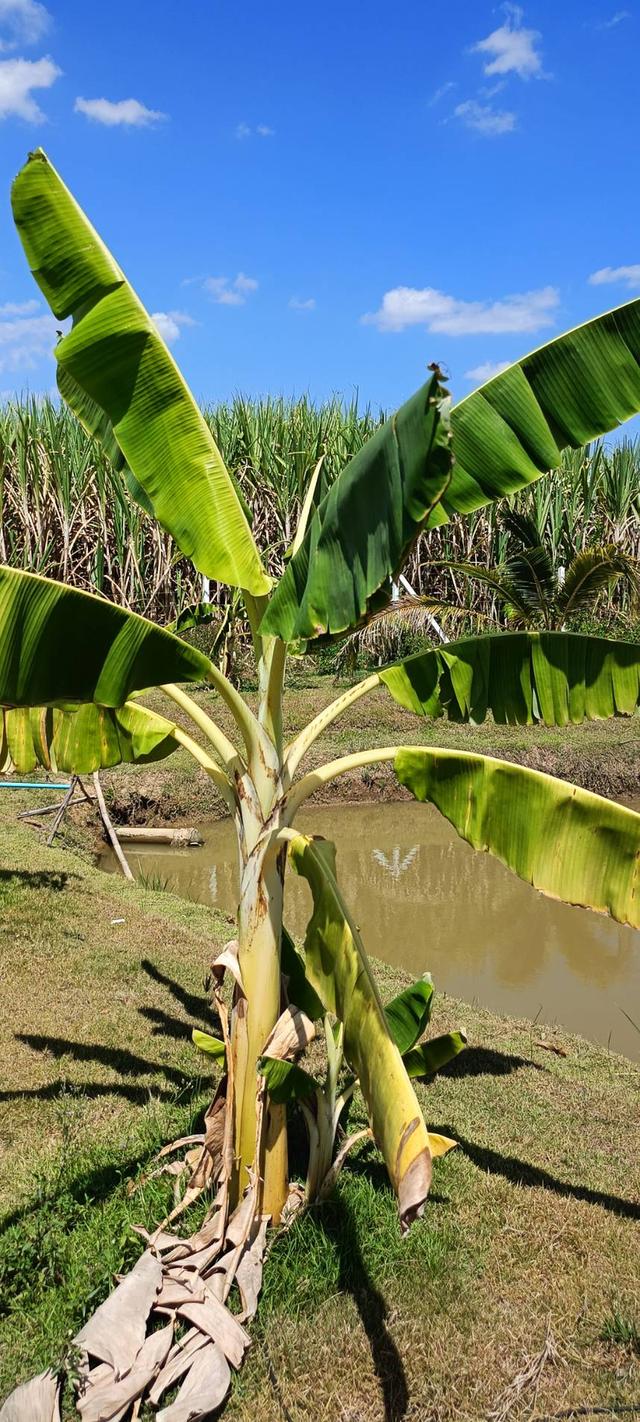 ที่ดินสไตล์ปลูกบ้านสวน รูปที่ 9