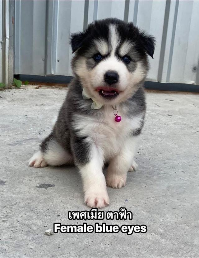 ไซบีเรียนวูดลี่โค้ช ชาย1หญิง1