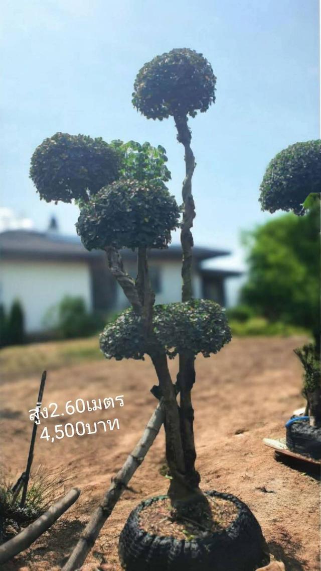 ไทรต่อยอดช้อนเงินช้อนทอง รูปที่ 18