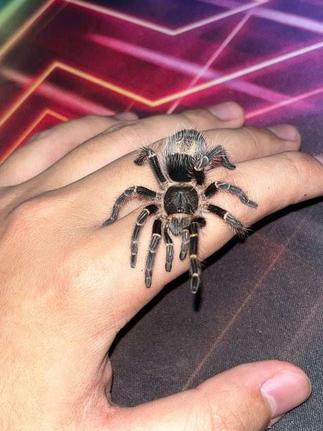 Grammostola pulchripes (Chaco Golden Knee Tarantula)