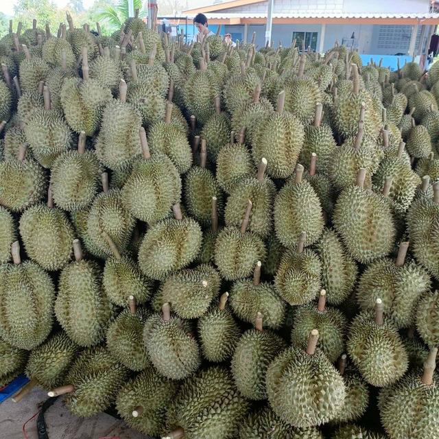 📣ขายสวนทุเรียน100ไร่ เขาไร่ยาอำเภอเมืองจันทบุรี 1