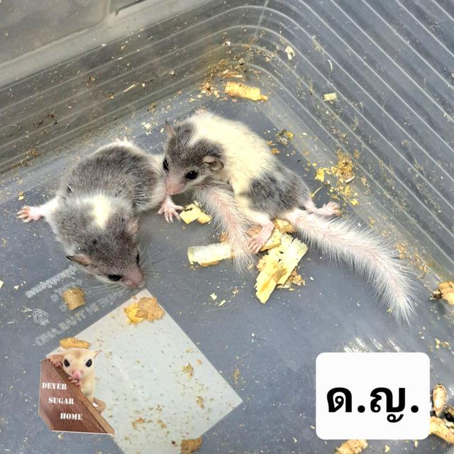 ดอร์เมาส์ ผู้ เมีย 2