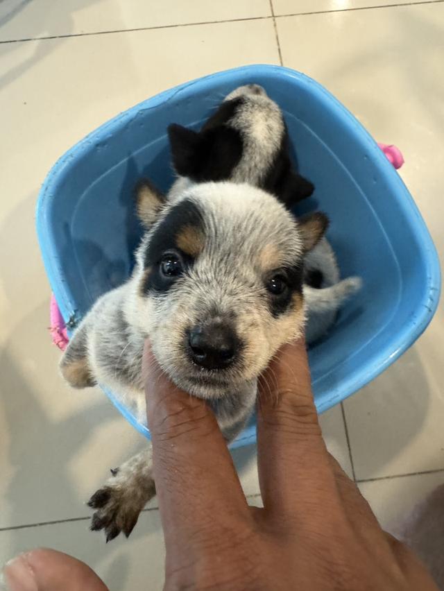 Blue Heeler (Australian Cattle Dog) 3