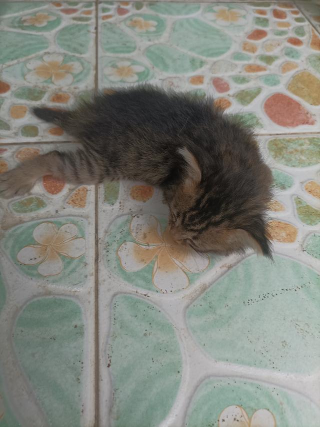 แมวๆ 2