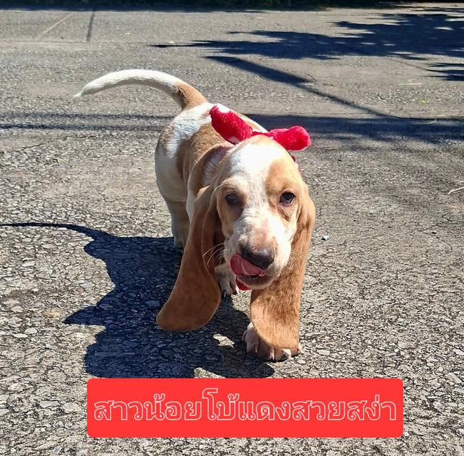 บาสเซ็ตฮาว์ดใบเพ็ดสมาคมพัฒนาพันธุ์สุนัข