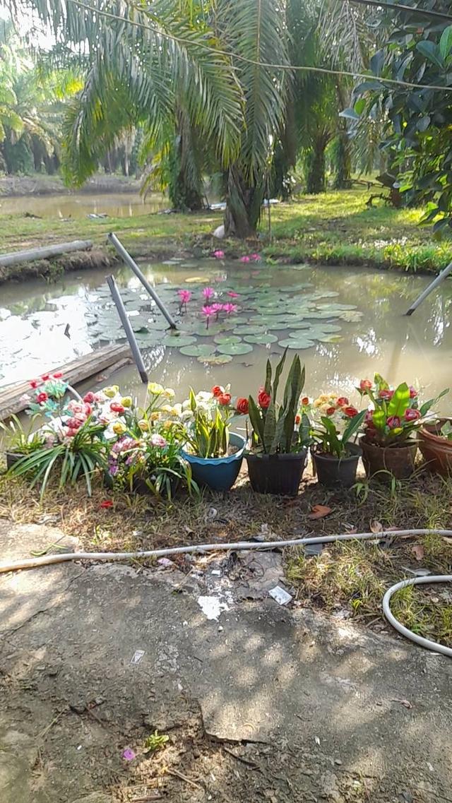 ที่ดินสวนปาล์ม นิคมท่าแซะ ชุมพร 8