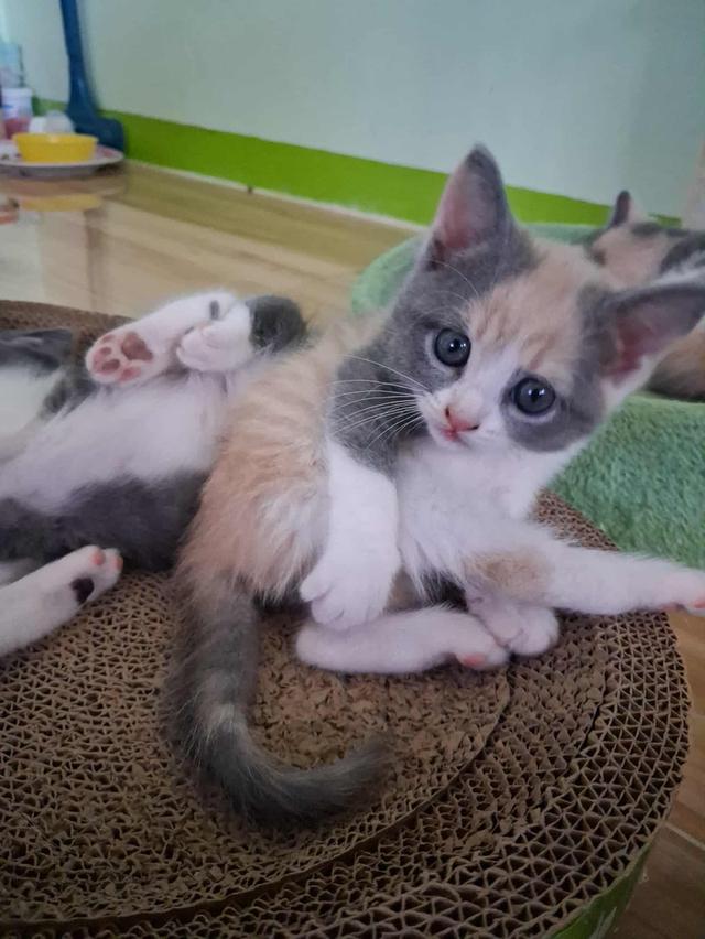 ลูกแมวบริติช