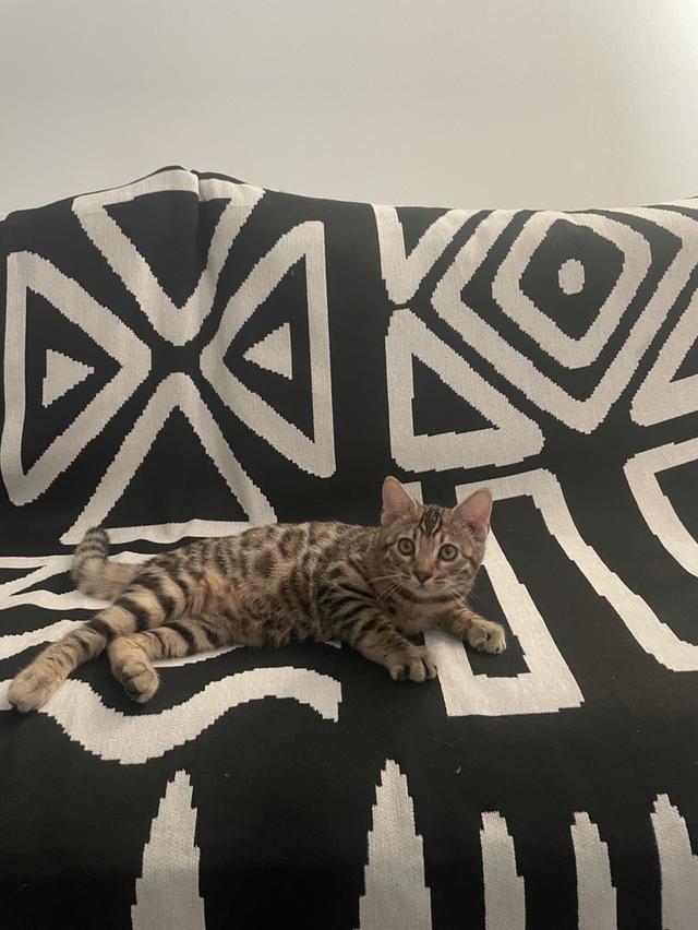 แมวเบงกอล อายุ3เดือน