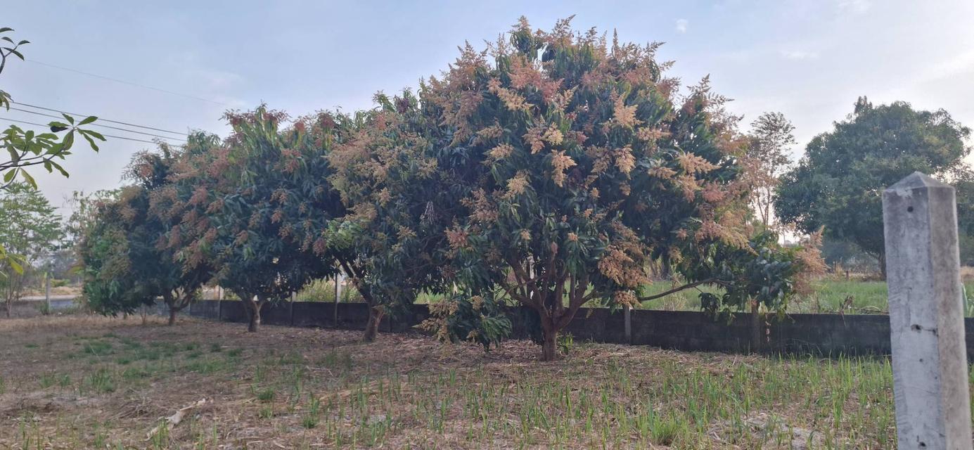 ขายที่ดิน 230 ตร.ว. ติดถนน 4 เลน ตำบลโนนกลาง อ.สำโรง อุบลฯ ใกล้โรงเรียนมัธยม 9