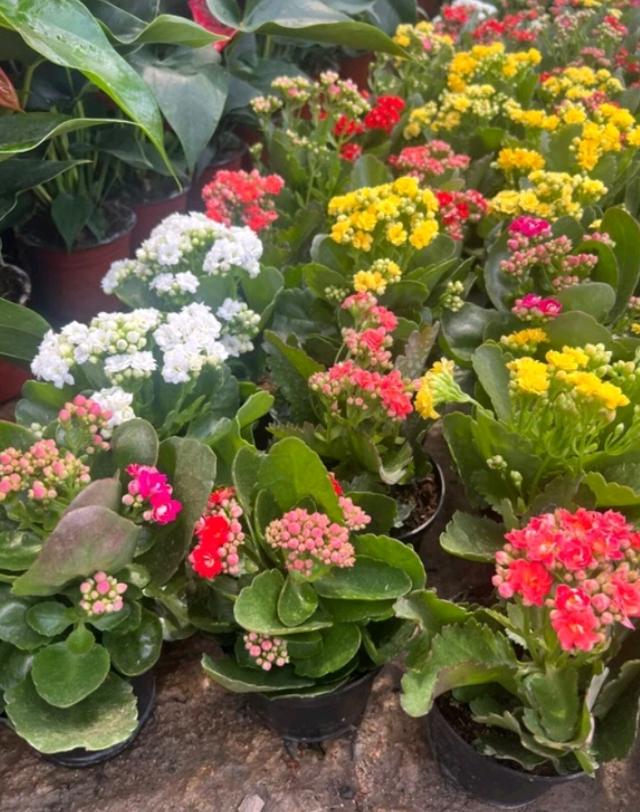 กุหลาบหินไม้อวบน้ำ Kalanchoe blossfeldiana Poelln 2