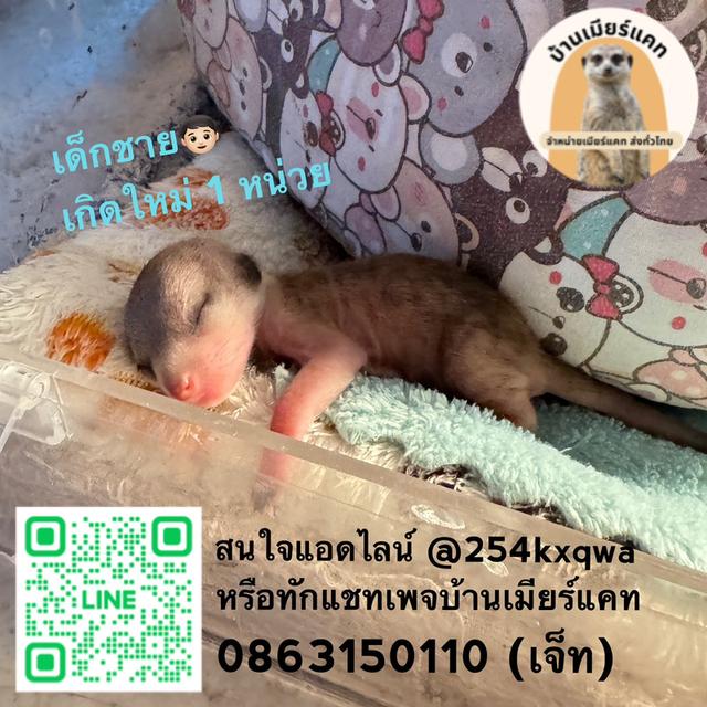 เมียร์แคท อายุไม่ถึงเดือน กำลังน่ารัก