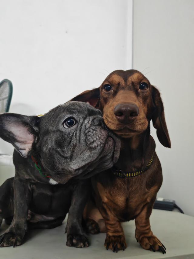 เฟรนช์บูลด็อก ชาย 8 เดือน สีบลู 2