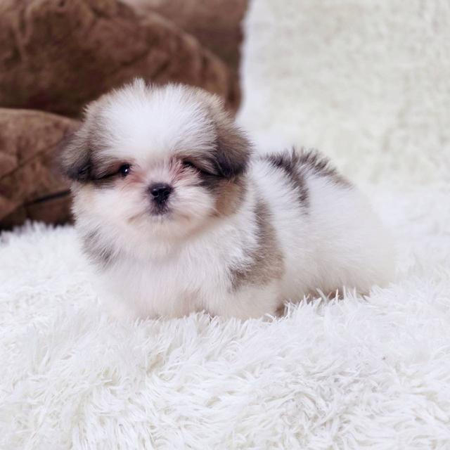 ชิสุผสมปอม เพศผู้ พร้อมย้ายบ้าน 10