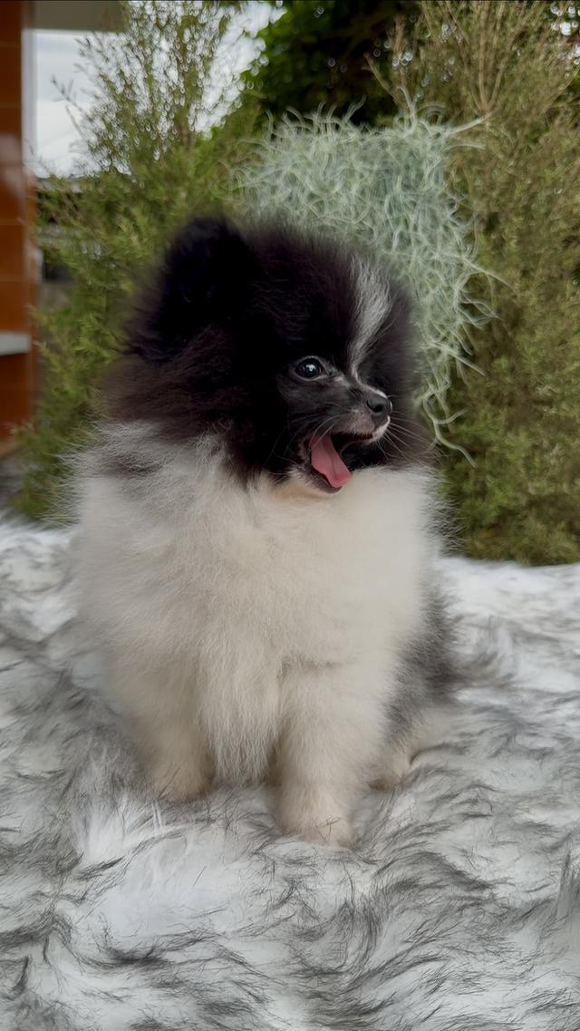 น้องหมาน้องปอมเมอเรเนียน