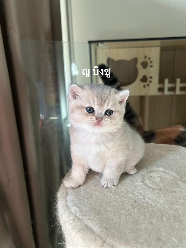 บริติช เพศหญิง 2เดือน