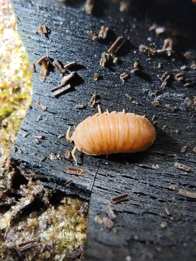 isopod ไอโซพอด murina Orange เซ็ต 10 ตัวแถม 2+