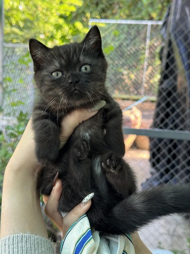 แมวพันธุ์มัสกิ้นขาสั้น