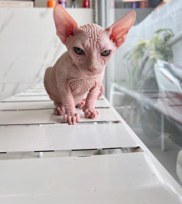 น้องเเมวสฟิงซ์ ตัวผู้ ขายาวหูตั้งวีขาว