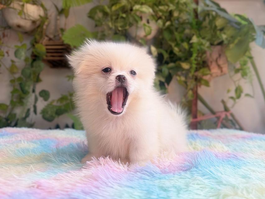 ปอมผสมชิวาวาสีครีม เพศเมีย พิกัดรามอินทรา