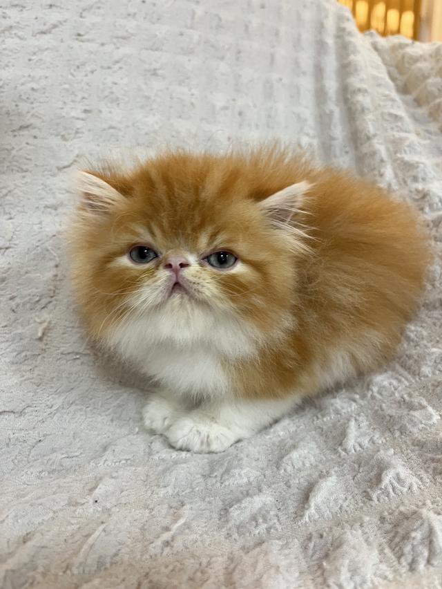 แมว EXO ติกสีส้ม ครีม