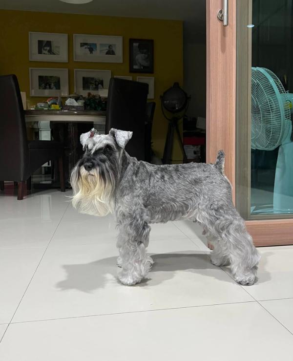 ขายด่วน Schnauzer ขนยาว 2